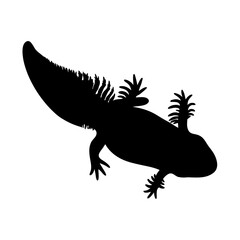 Axolotl silhouette vector illustration amphibian mexican salamander walking fish exotic pet graphic art