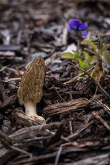 Close up of a fresh morel mushroom growing in garden mulch in Oregon. Morels are a large part of the culinary culture in the USA.