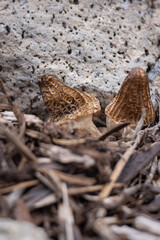 Close up of a fresh morel mushroom growing in garden mulch in Oregon. Morels are a large part of the culinary culture in the USA.