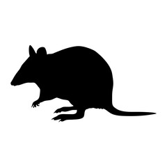 Discover the silhouette of a bandicoot animal vector image for wildlife and nature enthusiasts design needs