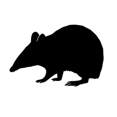 Discover the silhouette of a bandicoot: vector image for wildlife enthusiasts and designers