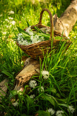 Freshly picked wild garlic in a basket, ramson (allium ursinum) in a basket in forest