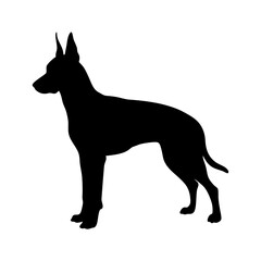 Black silhouette of a doberman pinscher dog breed standing profile view pet animal illustration
