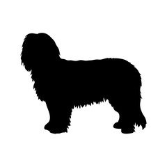 Black and white silhouette of a bearded collie dog breed standing side view pet animal vector art