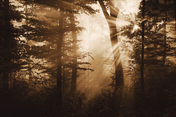 sun rays in magical forest on autumn morning