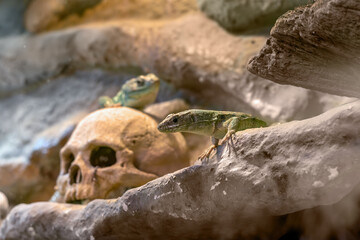 Lizards in a terrarium decorated with a skull