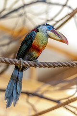 Beautiful curl-crested aracari  on a tightrope