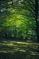 green foliage on tree branches in the woods