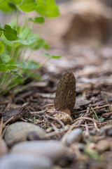 Close up of a fresh morel mushroom growing in garden mulch in Oregon. Morels are a large part of the culinary culture in the USA.