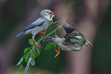 blue tit on branch