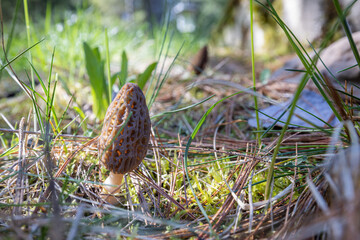 Close up of a fresh morel mushroom growing in the spring grass in Idaho. Morels are a large part of the culinary culture in the USA.
