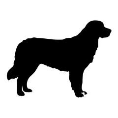 Silhouette of a bernese mountain dog breed standing profile view vector illustration drawing