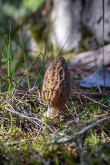 Close up of a fresh morel mushroom growing in the spring grass in Idaho. Morels are a large part of the culinary culture in the USA.