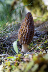 Close up of a fresh morel mushroom growing in the spring grass in Idaho. Morels are a large part of the culinary culture in the USA.