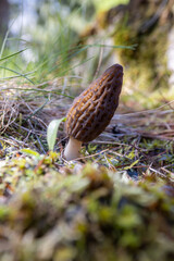 Close up of a fresh morel mushroom growing in the spring grass in Idaho. Morels are a large part of the culinary culture in the USA.