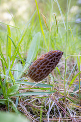 Close up of a fresh morel mushroom growing in the spring grass in Idaho. Morels are a large part of the culinary culture in the USA.
