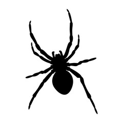 Spider silhouette vector design arachnid insect animal halloween creepy scary black and white arachnophobia