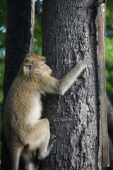 Macaque monkeys at the lookout