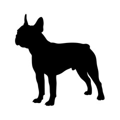 French bulldog silhouette vector illustration pet animal dog breed canine domestic mammal puppy art design