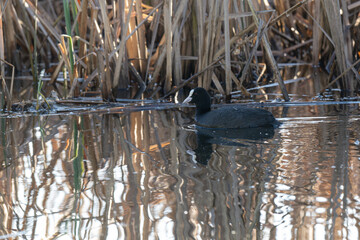 A black coot bird swims on the surface of a pond.
