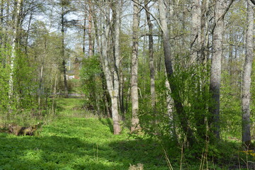 Beautiful forest area with tall green spruce trees, firs, birches, bushes, grass, bright flowers, meadows in forest Espoo, Finland. Forest wilderness with old trees, roots, green old wood, rotten bran