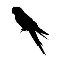 Parrot silhouette vector illustration of tropical bird exotic animal wildlife nature design graphic art