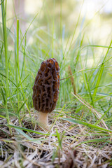 Close up of a fresh morel mushroom growing in the spring grass in Idaho. Morels are a large part of the culinary culture in the USA.