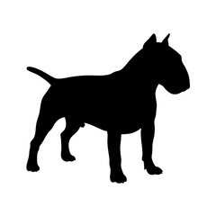 Bull terrier dog silhouette vector illustration featuring pet animal canine breed and bullterrier