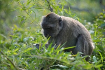 Macaque monkeys at the lookout