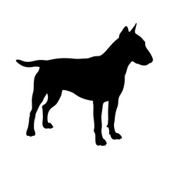Silhouette of dog bull terrier breed standing pet animal canine domestic friend mammal pedigree doggy