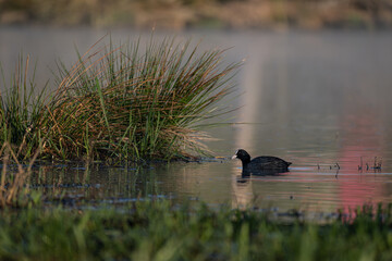 A black coot bird swims on the surface of a pond.
