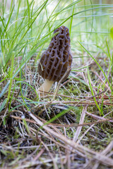 Close up of a fresh morel mushroom growing in the spring grass in Idaho. Morels are a large part of the culinary culture in the USA.