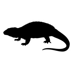 Silhouette of a reptile lizard animal vector illustration graphic design art image drawing reptile vector