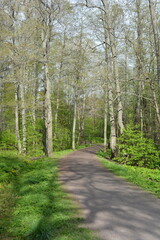 Beautiful forest area with tall green spruce trees, firs, birches, bushes, grass, bright flowers, meadows in forest Espoo, Finland. Forest wilderness with old trees, roots, green old wood, rotten bran
