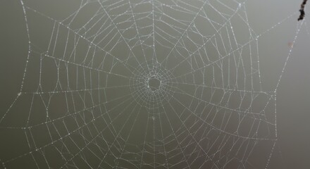 Fototapeta premium Delicate Spider Web Photo