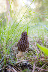 Close up of a fresh morel mushroom growing in the spring grass in Idaho. Morels are a large part of the culinary culture in the USA.