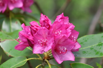 Fototapeta premium Wildflowers in the forests of Tennessee