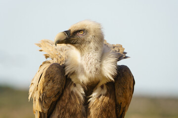 Close up shot of an Eurasian Griffon Vulture (Gyps fulvus)