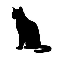 Black cat silhouette vector illustration sitting feline domestic animal pet mammal shadow graphic art