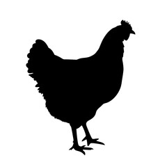 Chicken hen poultry farm animal livestock fowl bird agriculture domestic bird silhouette vector