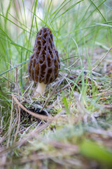Close up of a fresh morel mushroom growing in the spring grass in Idaho. Morels are a large part of the culinary culture in the USA.