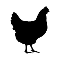 Chicken hen poultry farm animal bird silhouette black and white fowl domestic livestock agriculture farming chickens
