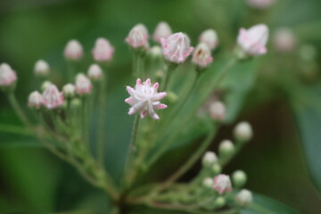 Wildflowers in the forests of Tennessee