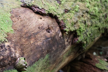 Decomposing tree stump covered in moss