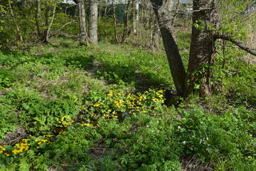 Beautiful forest area with tall green spruce trees, firs, birches, bushes, grass, bright flowers,...