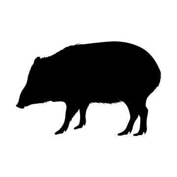 Black silhouette of a peccary javelina wild pig hog animal mammal wildlife nature fauna vector art