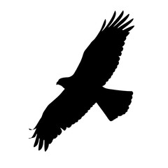Eagle silhouette flying bird of prey raptor black and white soaring wings wildlife nature animal
