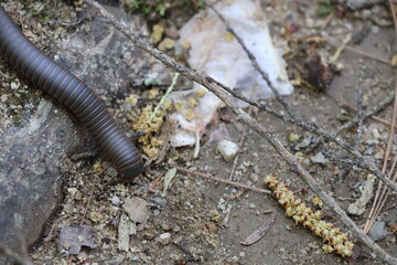 Millipede traveling through the forest.