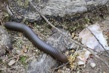 Millipede traveling through the forest.