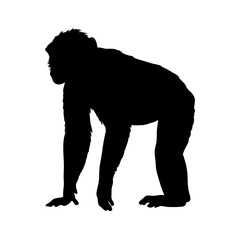 Silhouette of a chimpanzee monkey ape primate wildlife animal mammal zoo jungle forest africa black